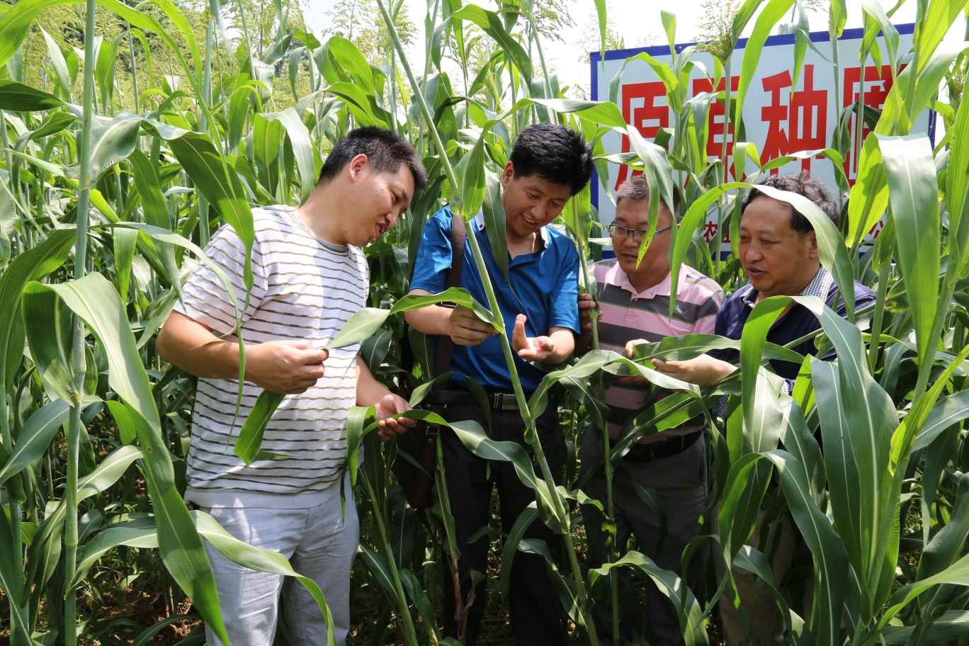 雷文权:36载钻研成果 汇成一首《高粱生产二十四节气气候农事歌》 雷文权:36载钻研成果 汇成一首《高粱生产二十四节气气候农事歌》